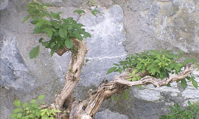 黄荆盆景的种植与养护（如何选择种植黄荆盆景）