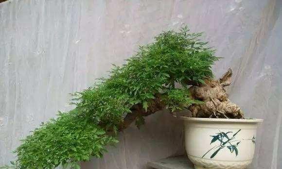 黄荆盆景栽培与盆选（精选盆器）