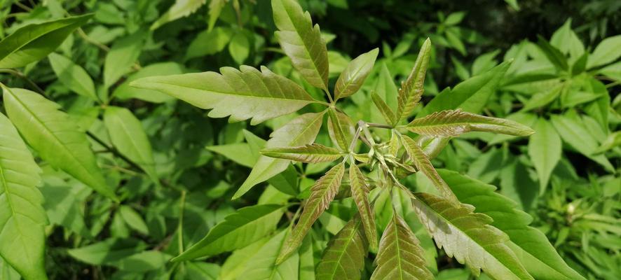 黄荆树的生长特性（探究黄荆树的生长极限及适宜条件）