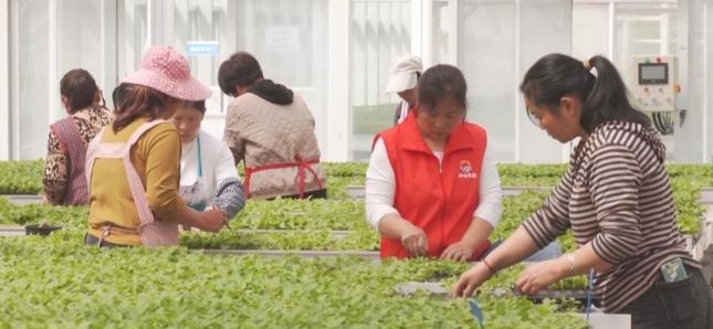 黄荆下山桩的养活及栽种成活率提高方法（让你轻松培育出一片黄荆下山桩森林）