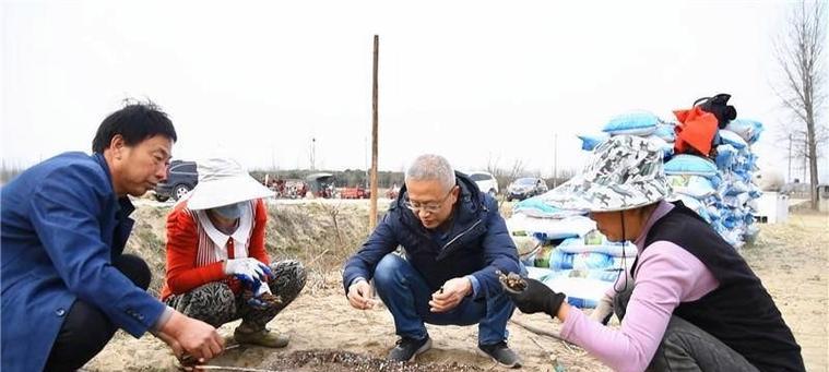 黄荆下山桩的养活及栽种成活率提高方法（让你轻松培育出一片黄荆下山桩森林）