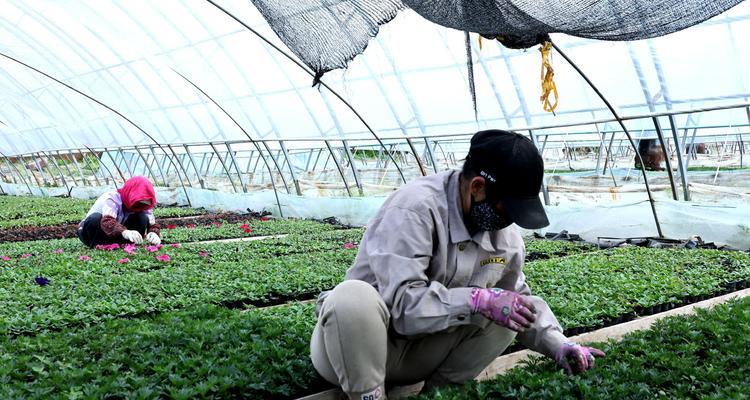 黄荆下山桩的养活及栽种成活率提高方法（让你轻松培育出一片黄荆下山桩森林）