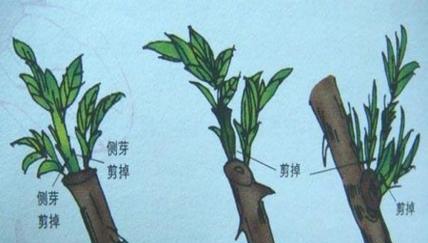 黄荆修剪完全指南（如何科学有效地修剪黄荆）