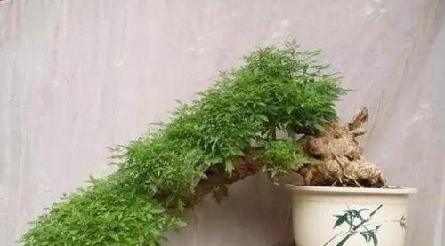 黄荆的养护技巧（让你的黄荆长成健康美丽的植物）