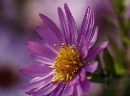 花海中的虚伪（花语中的虚伪）