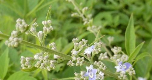 黄荆子采摘时间及最佳月份（春季采摘黄荆子的技巧）