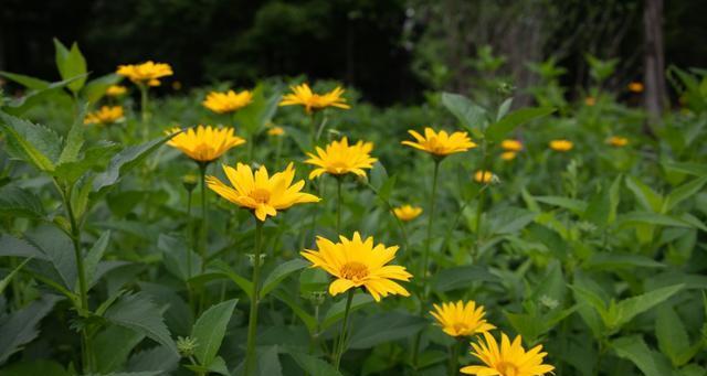 阳光如花（以花为媒介）