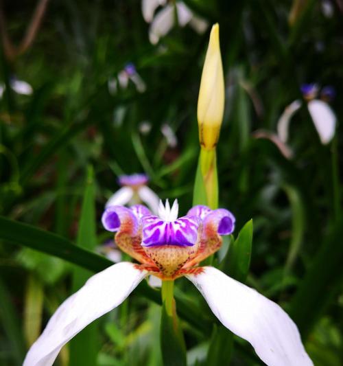 友谊长存的花——凤仙花（以花为纽带）