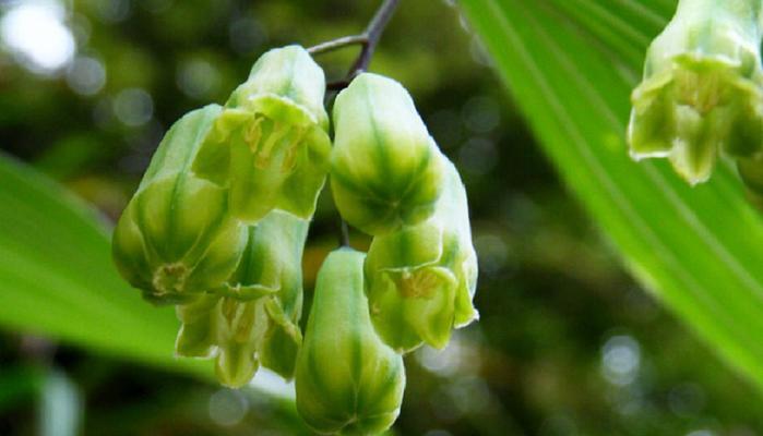 黄精几年结果实的种植技巧探究（掌握这个关键诀窍）