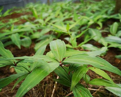 黄精的室内种植技巧（打造健康环保的家庭绿化）