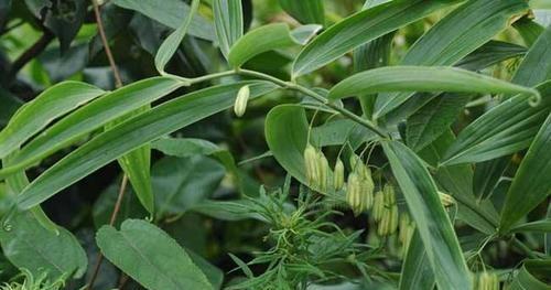 黄精开花时间及特点（解析黄精的生长周期和开花特征）