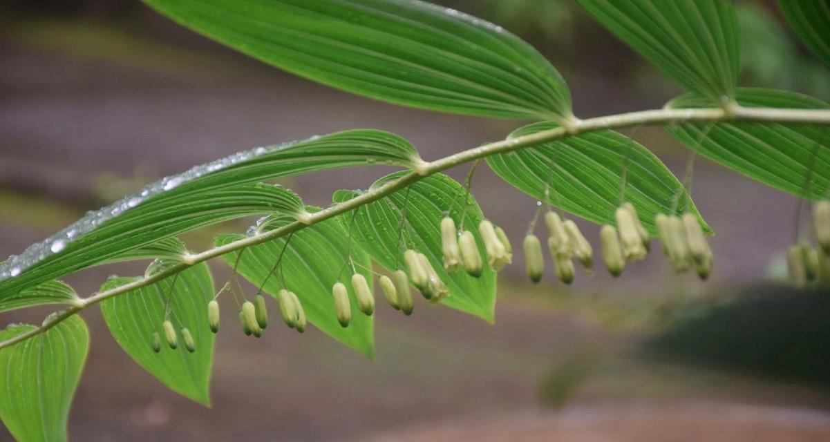 黄精开花时间及特点（解析黄精的生长周期和开花特征）