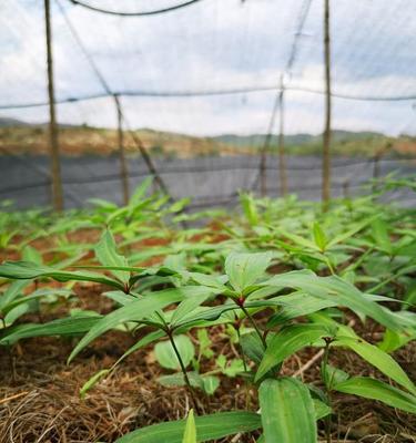 黄精的土壤要求及种植技巧（了解黄精的生长习性）