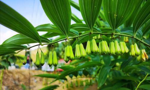 黄精种植条件与气候要求剖析（从生态环境到土壤水分）