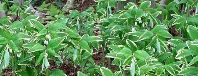 黄精种子的最佳种植时间（掌握关键时间）