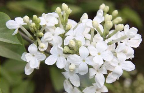 丁香花的象征意义（丁香花）