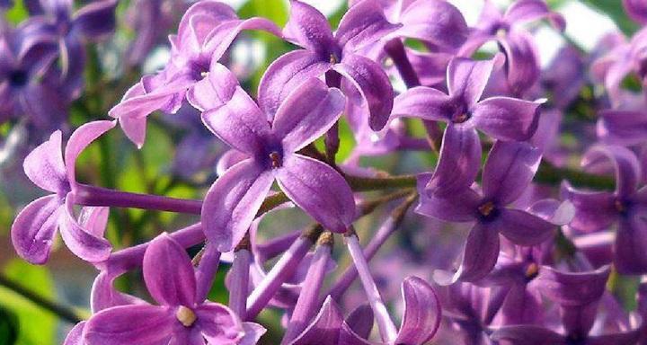 丁香花的花语与意义（探寻丁香花的美丽寓意）