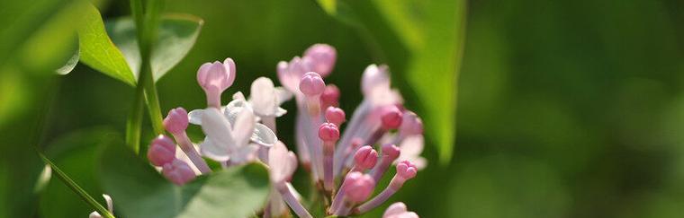 丁香花的花语与代表意义（探秘丁香花的神秘符号与象征）