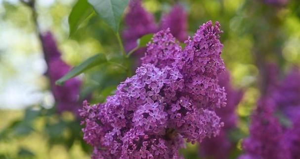 丁香花的花语及其寓意（揭秘丁香花背后的深刻寓意）