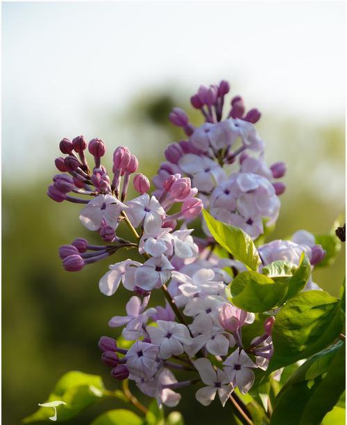 丁香花的花语及其寓意（揭秘丁香花背后的深刻寓意）