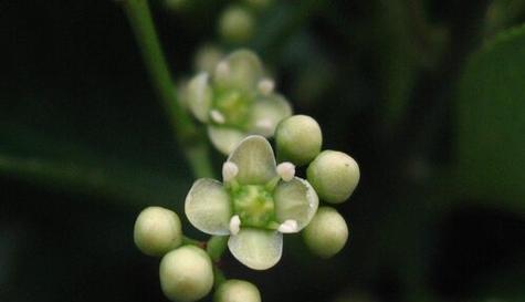 冬青开花的神秘象征意义和花语（探索冬青开花的隐含意义）