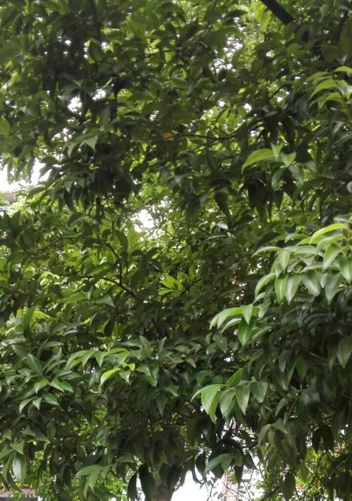 黄桷树开花的美妙之旅（探秘黄桷树开花的奥秘及开花过程）