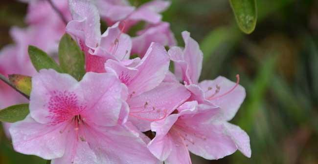 杜鹃花的花语和象征意义（探索杜鹃花的神秘花语）