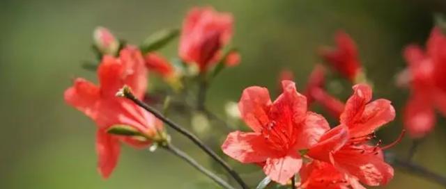 杜鹃花的花语与寓意（探索杜鹃花所象征的深刻意义）