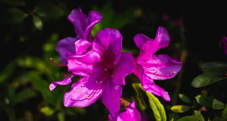 杜鹃花的花语与象征意义（揭示杜鹃花的寓意）