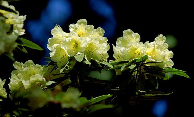 杜鹃花（杜鹃花在古代文化中的象征与寓意解读）