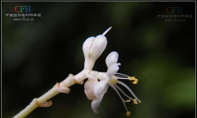 杜若花语与寓意（探寻杜若花语的丰富内涵和象征意义）