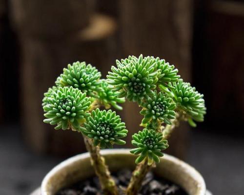 多肉花语与寓意（揭示多肉植物的独特花语和象征意义）