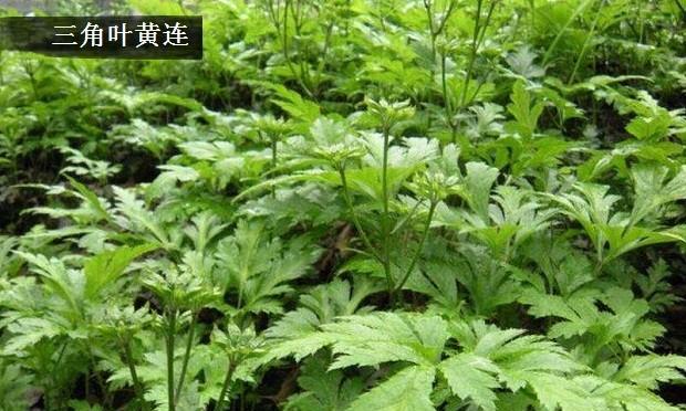 黄连的分类学归属（探讨黄连是单子叶植物还是双子叶植物）