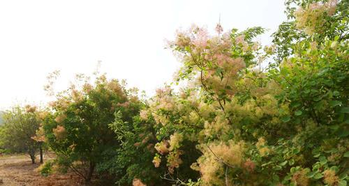 黄栌花期特征及生长条件（探索黄栌开花规律）