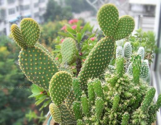 黄毛掌开花时间及花期（揭秘黄毛掌的开花时间和花期）