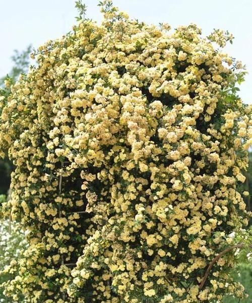 黄木香花全年盛开花期介绍（了解黄木香花的花期和开花次数）