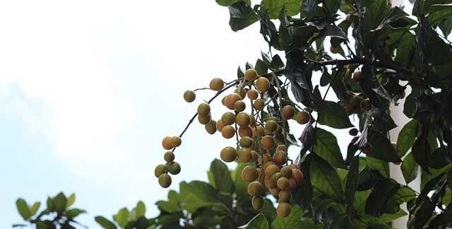 黄皮树种植指南（适合什么地方种植）