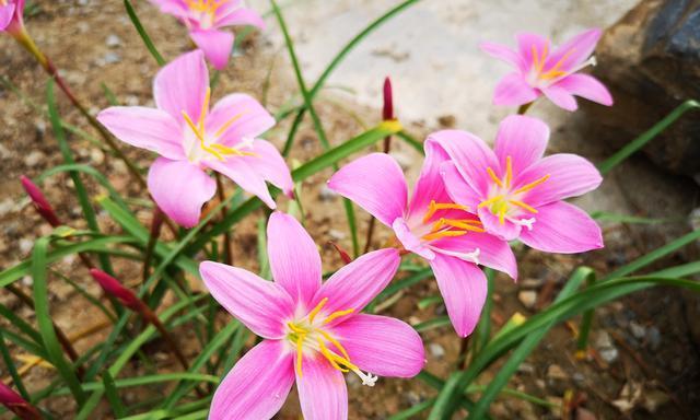 风雨兰的花语和寓意（一朵不畏风雨的坚强之花）