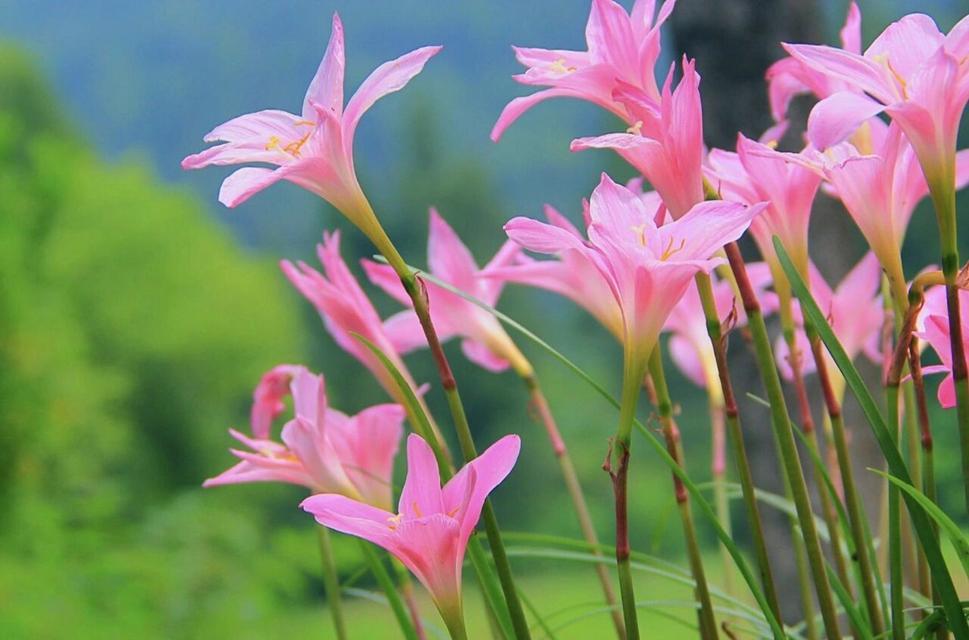 风雨兰的花语和寓意（一朵不畏风雨的坚强之花）