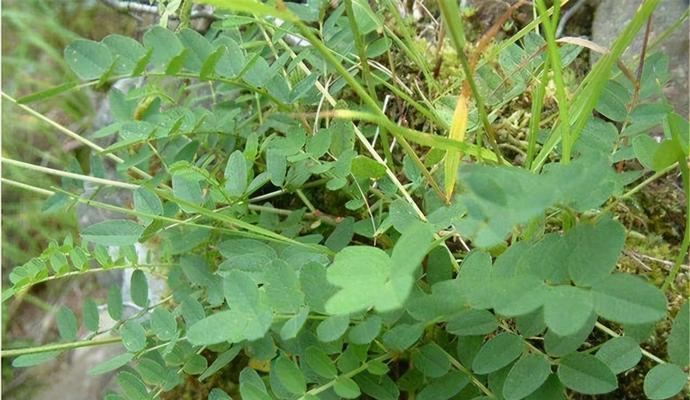 黄芪生长环境条件及特点（探究黄芪的生长条件和生态特征）