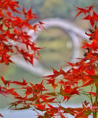 枫叶的花语（探寻枫叶的花语之美）