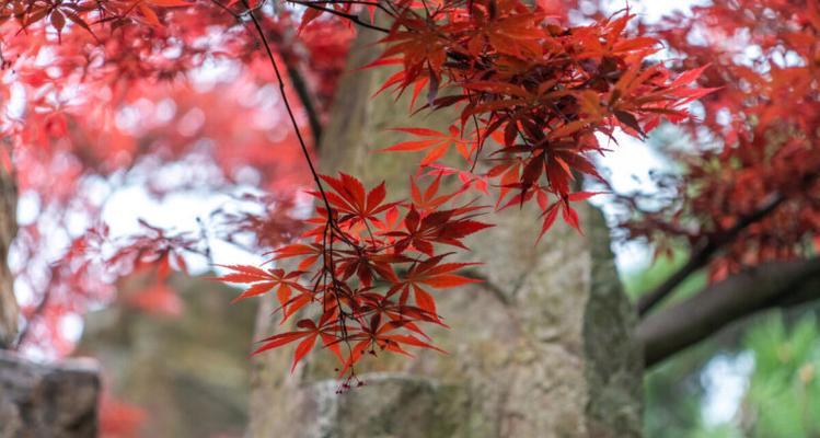 枫叶的花语（探寻枫叶的花语之美）