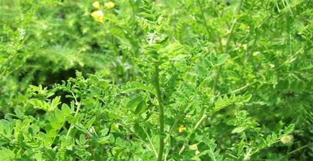 黄芪不仅是草本植物，更是中药材（黄芪的功效与作用）