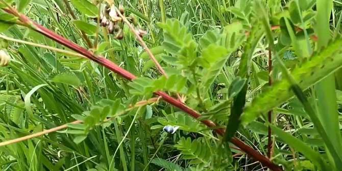 黄芪不仅是草本植物，更是中药材（黄芪的功效与作用）