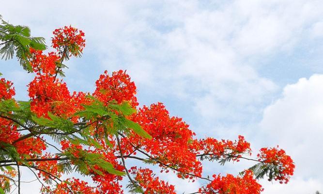 凤凰花的花语（凤凰花）