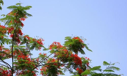 凤凰树的寓意与风水（探寻凤凰树的奇妙之处）