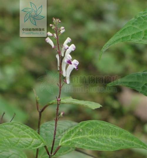 黄芩苗期管理指南（从播种到发芽的时间）