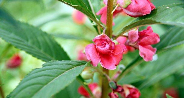 凤仙花的象征意义及美丽之源（探寻凤仙花背后的深刻内涵）