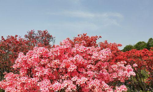 杜鹃花-黄山市花的象征与意义（解析黄山市花杜鹃花的丰富内涵）