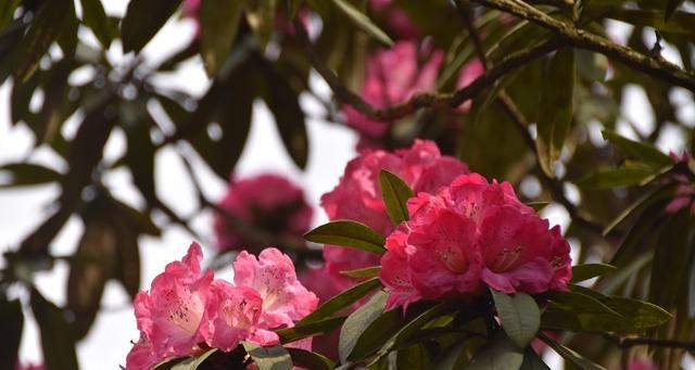 杜鹃花-黄山市花的象征与意义（解析黄山市花杜鹃花的丰富内涵）